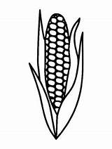 Corn Outline Template Coloring Templates Pages sketch template