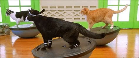 cats workout find and share on giphy
