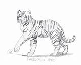 Coloring Pages Lsu Tigers Template sketch template