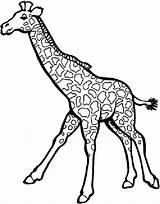 Girafa Girafas Colorindo sketch template