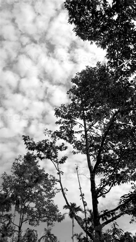 black white picture vertically dark sky  top view high tree