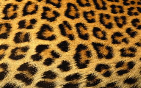 cheetah print wallpapers wallpaperscom