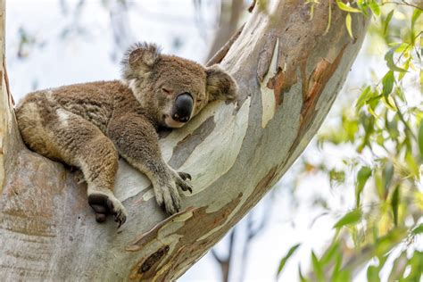 meaning  symbolism   word koala