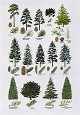 Different Types Pine Trees Pictures