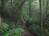 Temperate Forest Biome Description Photos