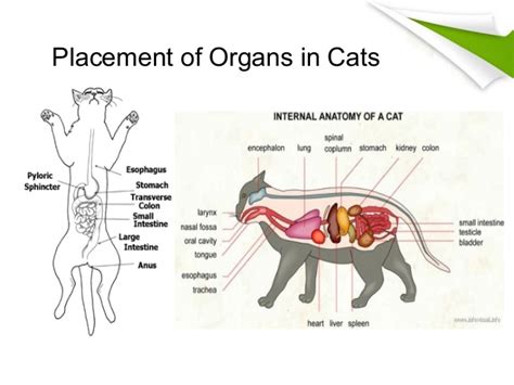 Anatomy Of A Pregnant Cat Gay Suck Penis