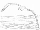 Albatross Coloring Wandering Flight Drawing Pages Printable Animal Supercoloring Animals Getdrawings Sketch Bird Dot Desenho Zealand Template Skip Main sketch template