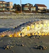 Image result for Tsunami Sea monsters. Size: 172 x 185. Source: evonews.com