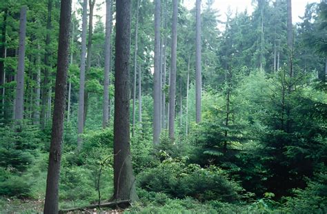 silviculture   objectives aasblogs