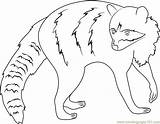 Raccoon Coloring Pages Coloringpages101 sketch template