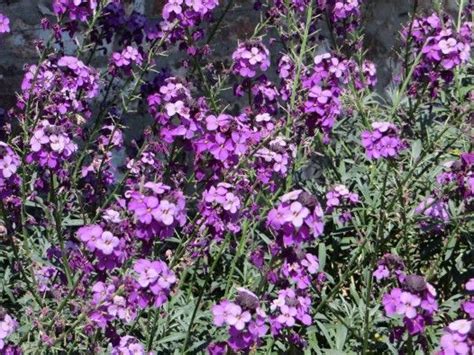 erysimum bowles mauve p steenraket planten vaste planten paarse bloemen