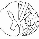 Cervical Midsagittal Spinal sketch template