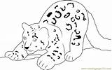 Snow Leopard Coloring Cub Pages Coloringpages101 sketch template