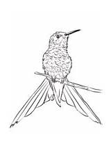 Coloring Hummingbird Swallow Perched Tailed sketch template