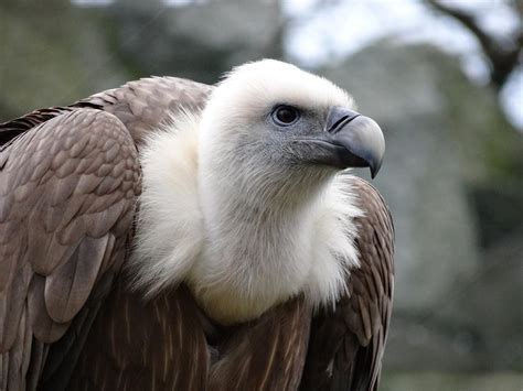 types  vultures  fascinating avian species bird eden