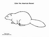 Beaver Coloring American Face Pages Template Please sketch template