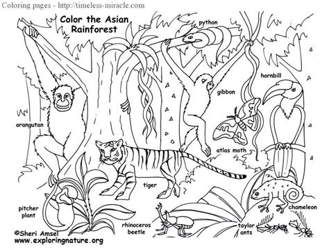 rainforest animals coloring pages timeless miraclecom