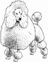 Coloring Poodle Pages Dog Drawing Poodles Toy Colouring Printable Book French Color Breed Getcolorings Sheet Paintingvalley Print Template Pound Comments sketch template