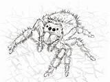 Spider Coloring Pages Jumping Spiders Daring Printable Drawing Realistic Kumo Cartoon Kids Trapdoor Adult Book Mi Model Designlooter Template Choose sketch template