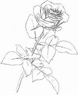 Pencil Rose Drawing Flowers Drawings Clipart Classic Charcoal Color Library sketch template
