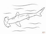 Coloring Shark Hammerhead Pages Printable Print Great Drawing Popular Medium sketch template