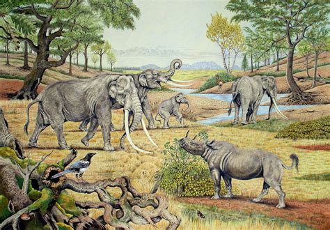large mammals   architects  prehistoric ecosystems