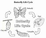 Butterfly Life Cycle Coloring Pages Caterpillar Metamorphosis Kids Color Step Printable Butter Cycles Hungry перейти Butterflies Stages Activities sketch template