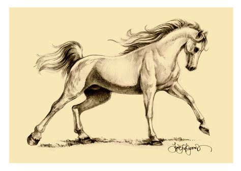 arabian horse drawing  igor lukyanov  arabian horse art  sale