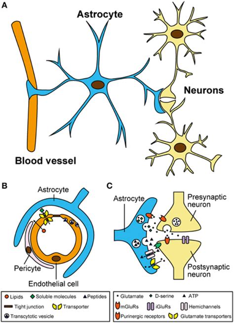 astrocytes  close morphological  functional associations