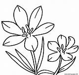 Crocus Clipart Drawing Flores Freecoloring Library sketch template