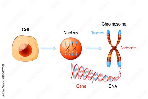 Cell Structure Nucleus With Chromosomes Dna Molecule Telomere And