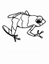 Frog Dart Poison Tadpole Clipartmag sketch template