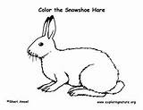 Snowshoe Hare sketch template