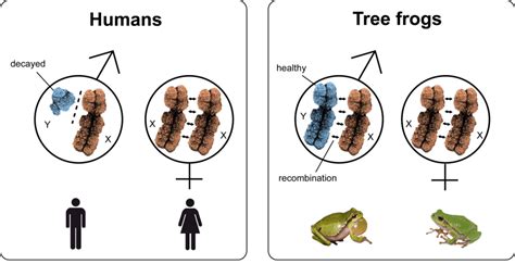 how tree frogs keep their y chromosomes healthy atlas of