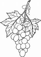 Grapes Bunch Drawing Printable Line Coloring Grape 2010 Drawings January Originally Designed September Beccy Template Place Pages Leaf Beccysplace Sketches sketch template