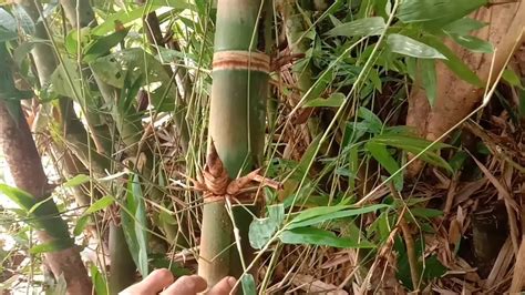 ciri ciri bambu petung terpopuler