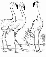 Flamingo Flamingos Colorir Drawing Fenicottero Colorare Conversando Ausmalbilder Sketches Birds Fenicotteri Tudodesenhos Dormindo Duck Identification Kinder sketch template
