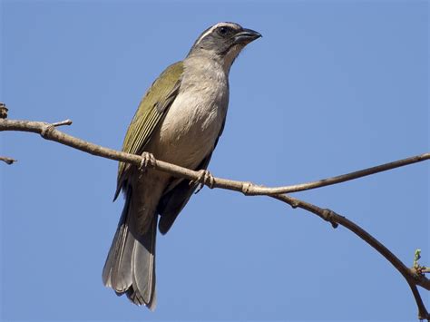 green winged saltator ebird