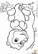 Coloring Pages Possum Printable Colouring Opossum Baby Kids Crafts Drawing Fox Sheets Visit Books Google sketch template