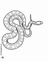 Schlange Ausmalbilder Erwachsene Mandala Schlangen sketch template