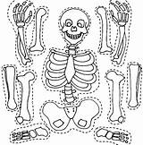 Esqueleto Montar Recortar Humano Coloring4free Squelette Anatomy Bones Personnages Preschoolactivities Netart Skeletal Tudodesenhos Atividades Armar Esqueletico Coloriages Salvo sketch template