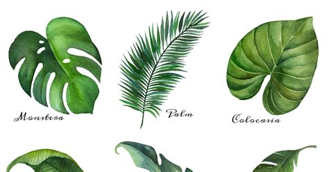 printable palm leaf cut  tropical leaves coloring pages