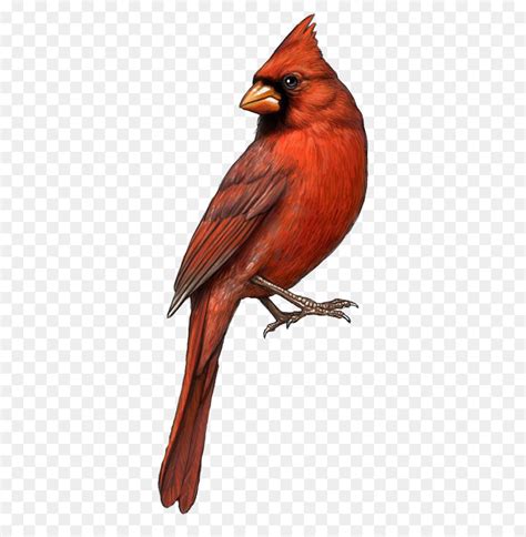 northern cardinal drawing  getdrawings