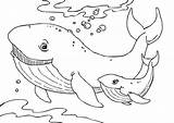 Whale Coloring Pages Humpback Printable Kids sketch template