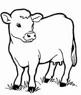 Mucche sketch template
