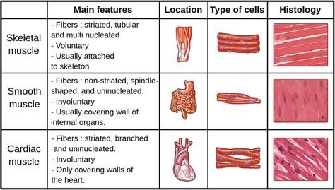 muscular tissue  types  functions  human body  science