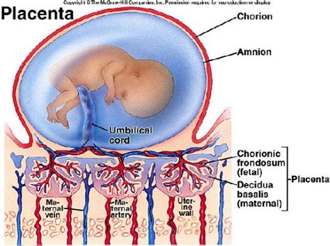 placenta umbilical cord cervix and amniotic fluid flashcards quizlet