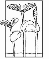 Coloring Seedling Plants Color sketch template