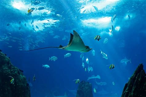 oceanario de lisboa guia  visitar  melhor aquario  mundo