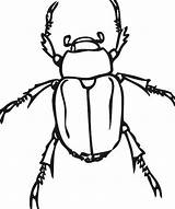 Bug June Drawing Getdrawings sketch template